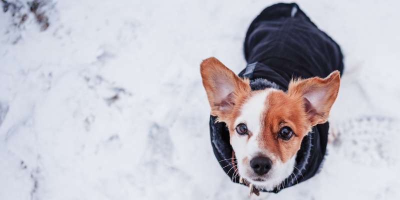A dog wearing a jacket on a snowy path.