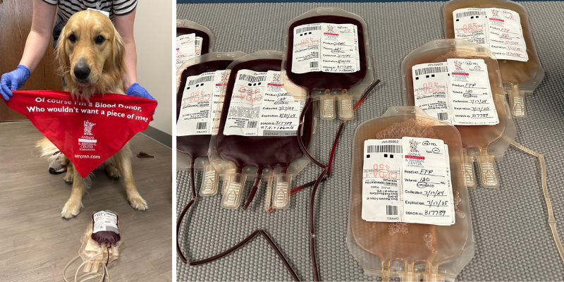 Two images: The first photo is of a dog with a blood donor bandana next to a bag of blood and a bag of plasma from donation. The second photo is of a variety of bags of blood and plasma from pet donors at Animal Emergency & Referral Center of Minnesota.