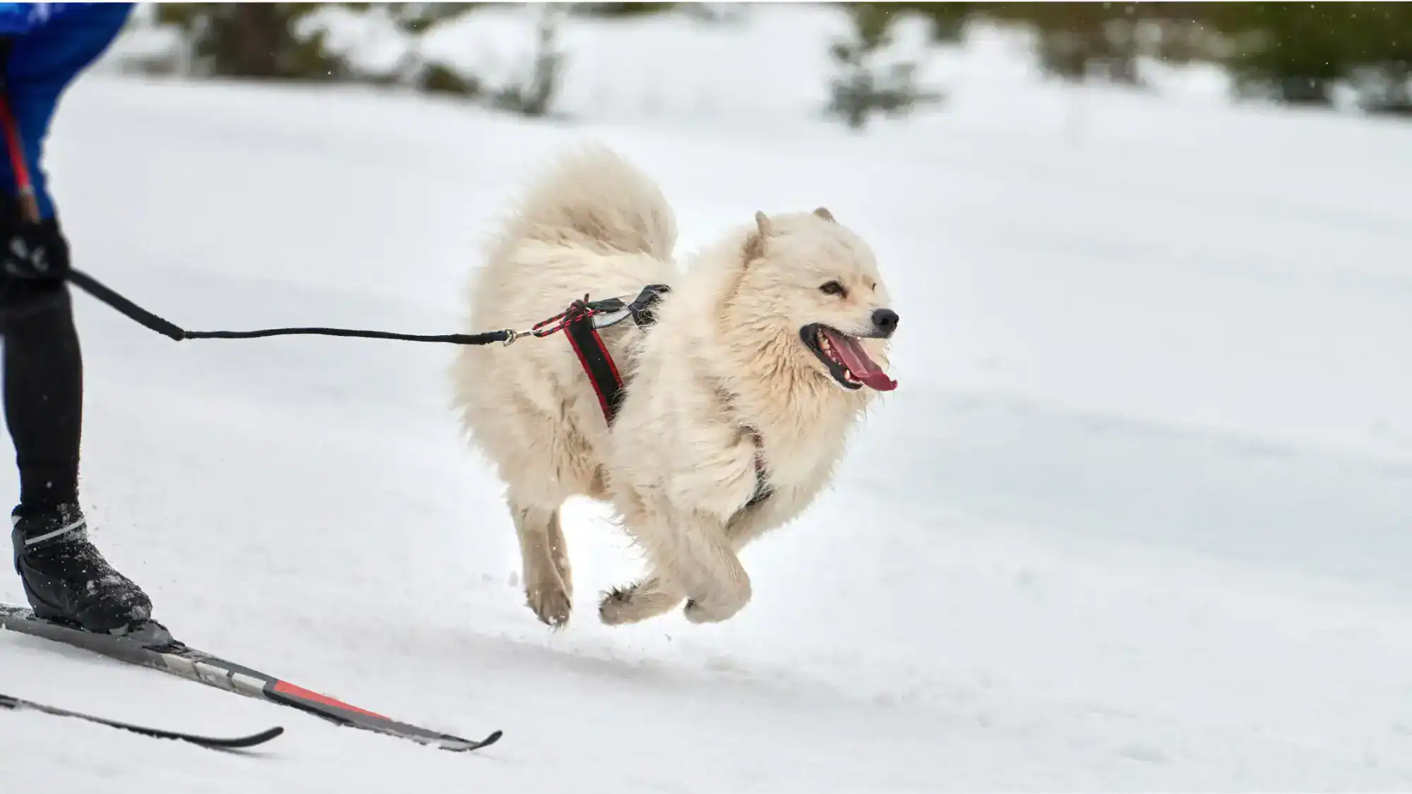 A dog skijoring with owner on winter trail