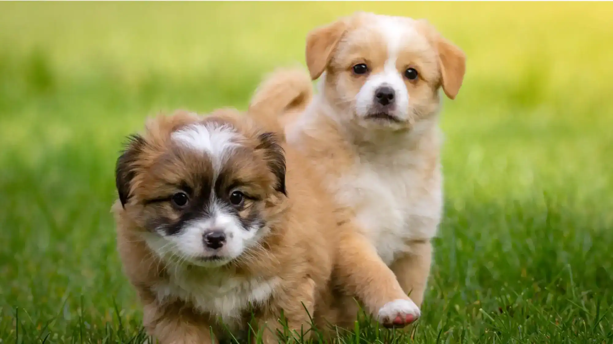 Two puppies running in the grass.