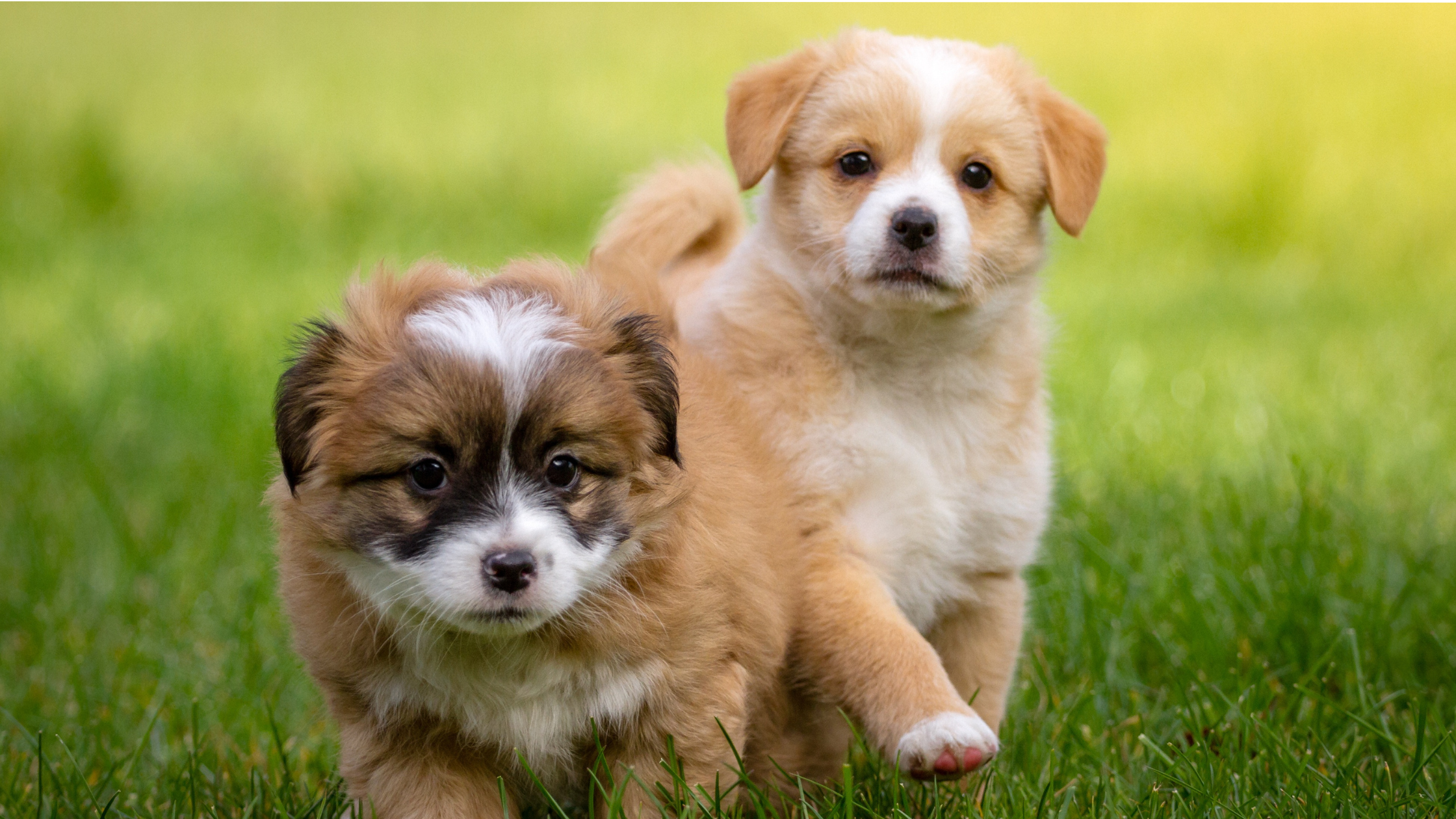 Tips for Puppy Training: Make Life Easier for You and Your Pup