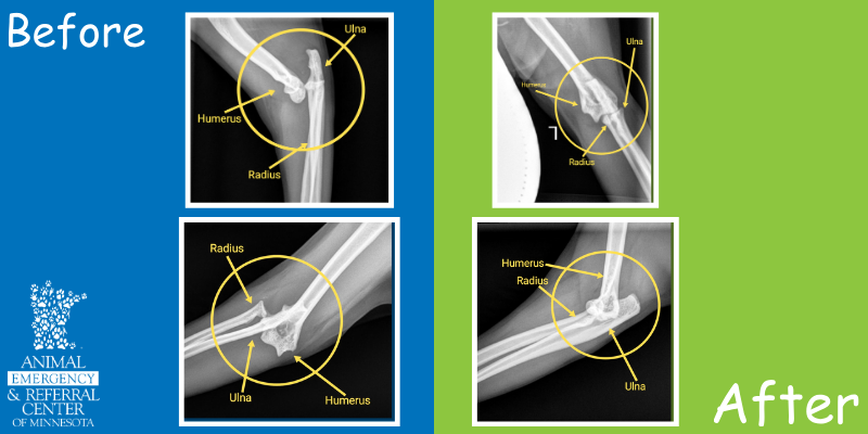 A collage of "before" x-rays of Nova's luxation, as well as "after" x-rays that were taken after a closed reduction at Animal Emergency & Referral Center of Minnesota.