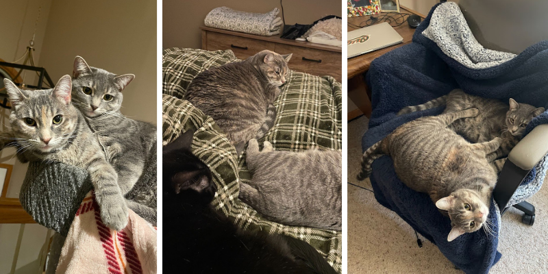 A collage of photos of Nova that cat and her siblings.