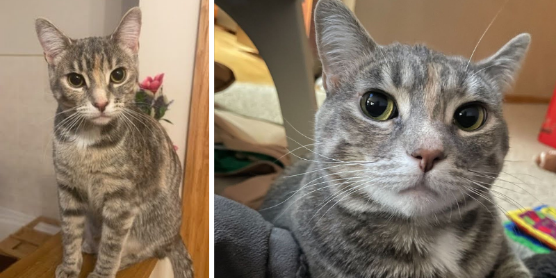 Two photos of Nova the cat around her home.