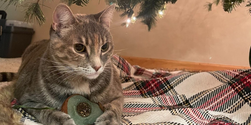 Nova the cat lying on a blanket underneath a Christmas tree.