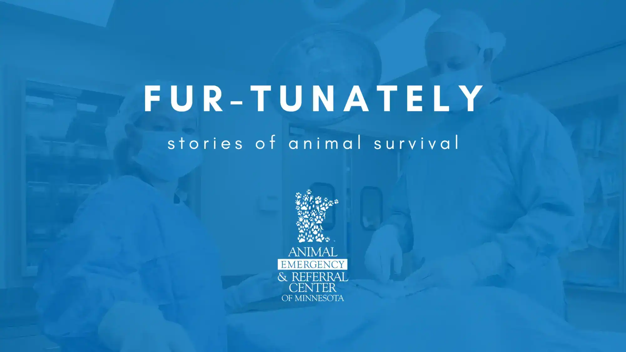 Fur-Tunately, Stories of Animal Survival, Animal Emergency & Referral Center of Minnesota, Twin Cities emergency vet, Saint Paul emergency vet, Oakdale emergency vet, Minnesota emergency vet, emergency veterinary care