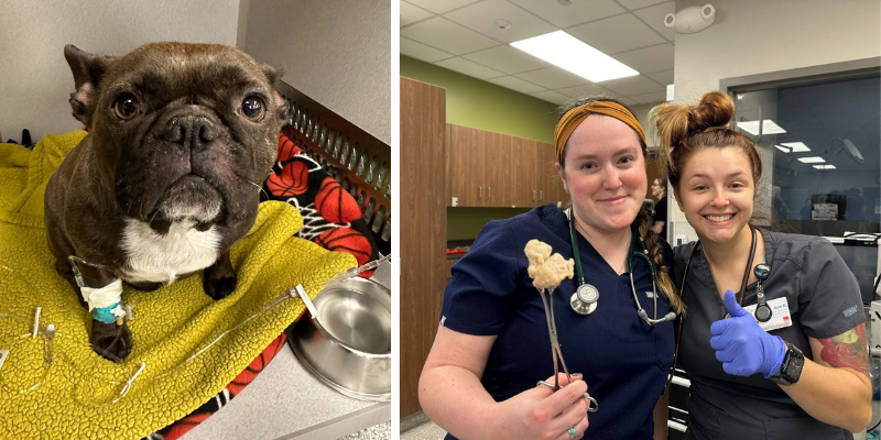 Photo of Lily, a 6-year-old French Bulldog, who choked on a bone next to a photo of two vet techs who helped remove the bone at Animal Emergency & Referral Center of Minnesota.
