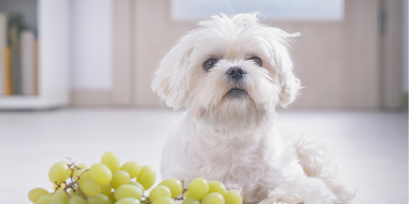 A dog sitting on the kitchen floor behind a bowl full of green grapes.
