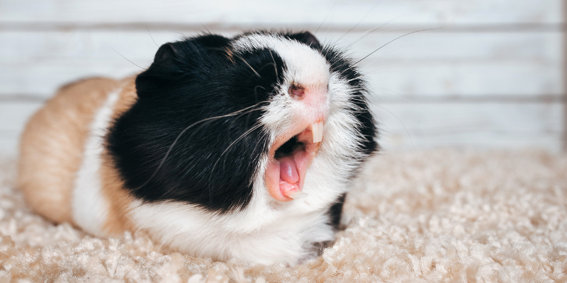 A yawning guinea pig inside enclosure.