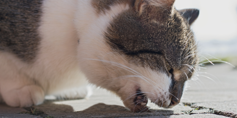A cat coughing onto the ground.
