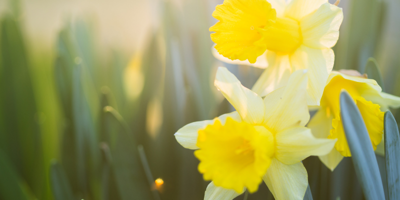 Yellow daffodils outside.