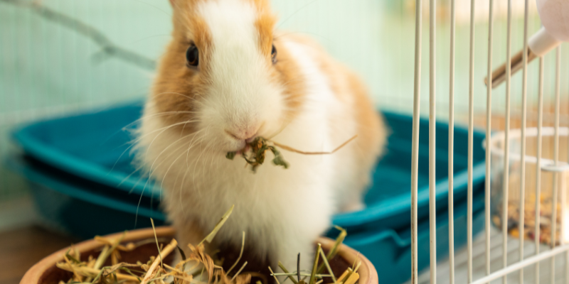 A rabbit eating hay inside its enclosure.