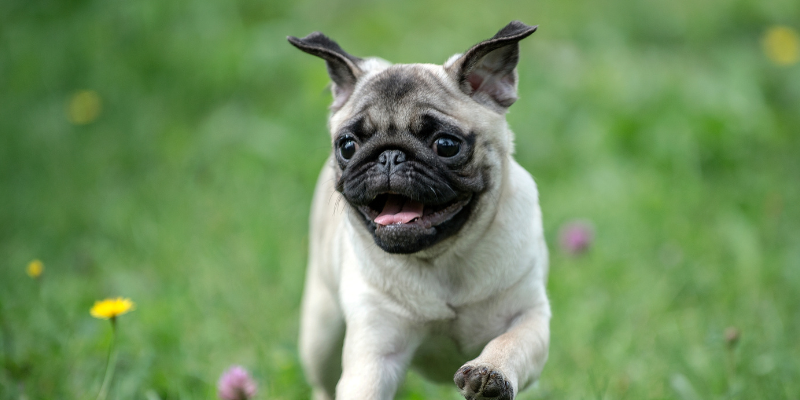 A pug running through a grassy field.