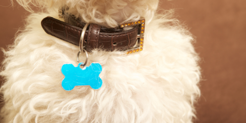 A dog's collar with a bright blue bone-shaped tag.