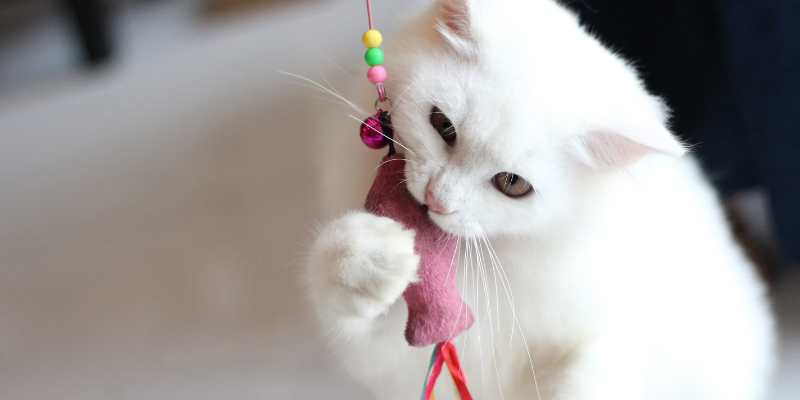 A cat playing with a feather wand toy.