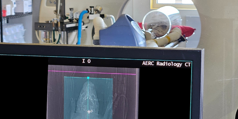 A CT scan of a guinea pig at Animal Emergency & Referral Center of Minnesota.