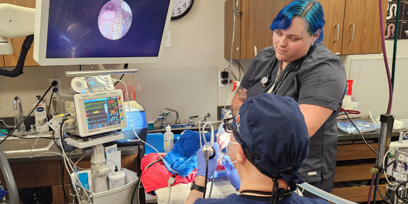 Dr. Bean performing a dental procedure on a chinchilla at Animal Emergency & Referral Center of Minnesota.