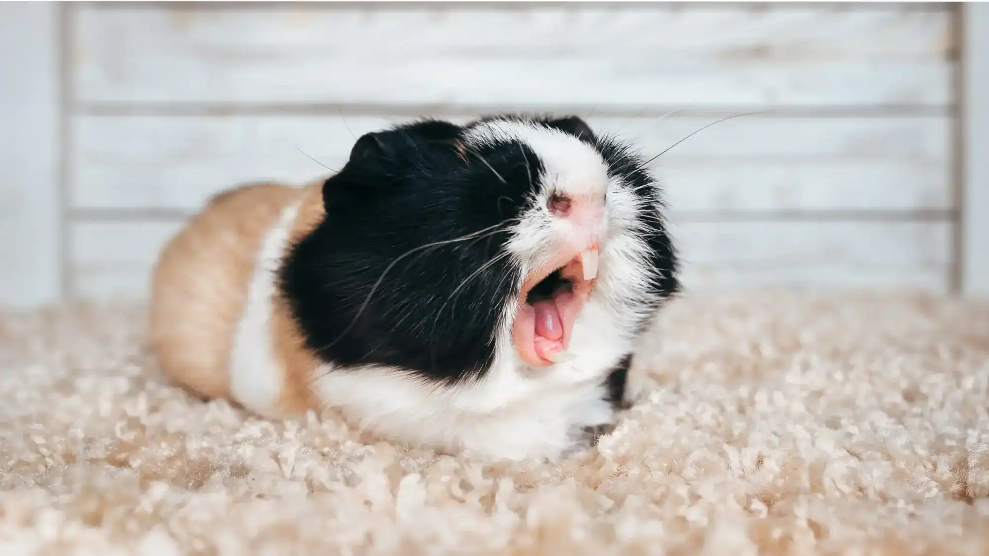 A yawning guinea pig inside enclosure.