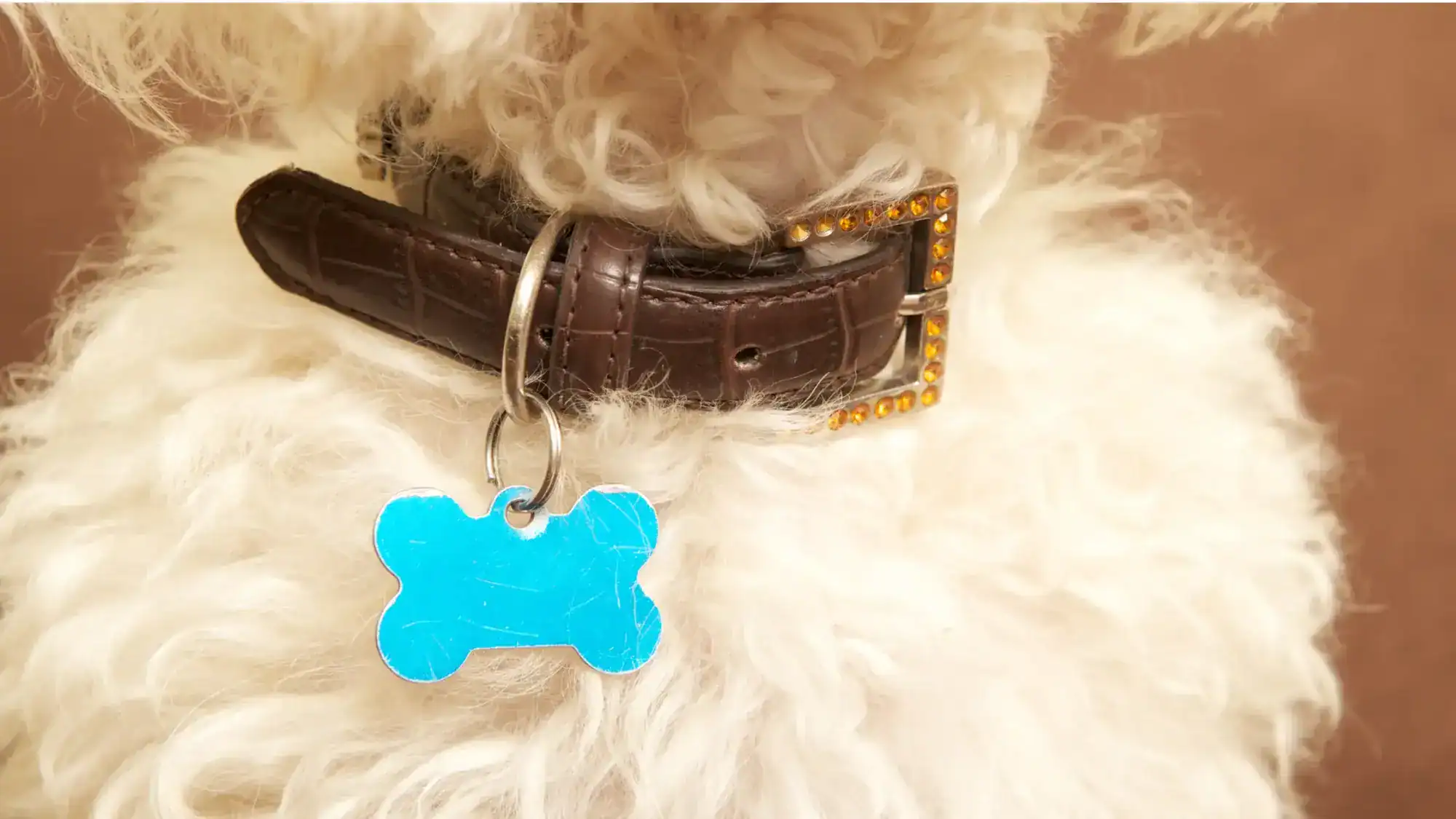 A dog's collar with a bright blue bone-shaped tag.