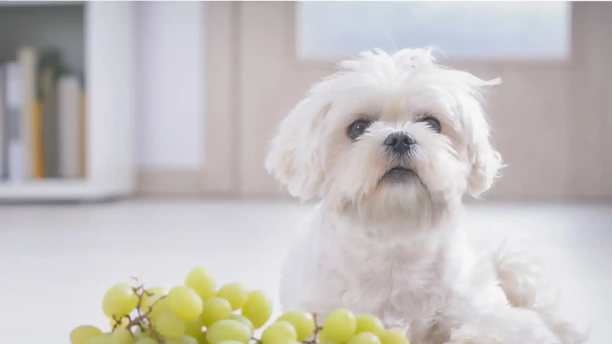 A dog sitting with a bowl of green grapes