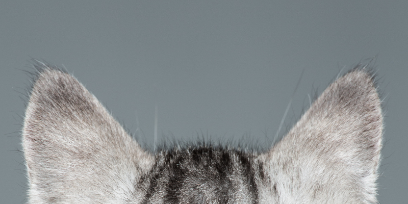 A close-up of a cat's ears in front of a gray background.