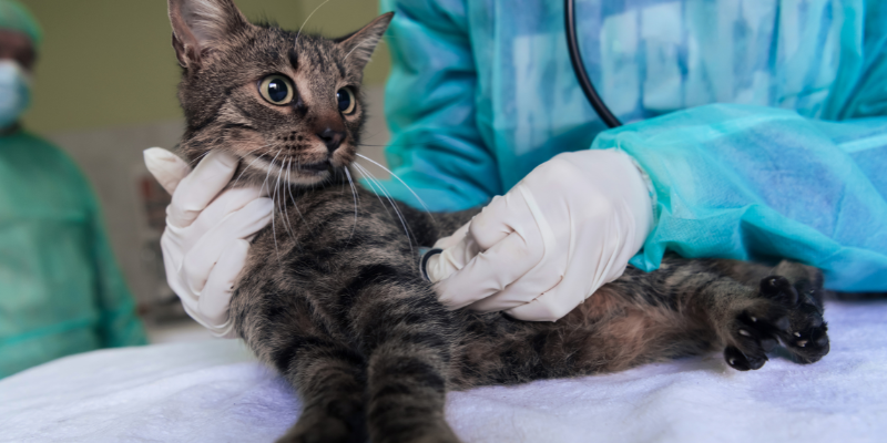 A veterinary technician wearing full PPE treating a sick cat.
