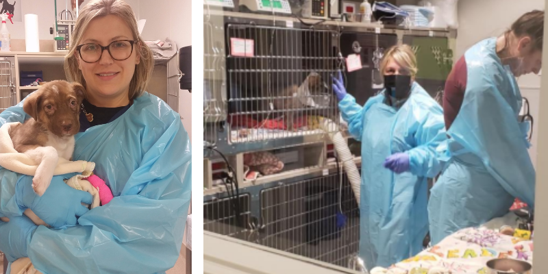 Two images. The first image is of a veterinarian at Animal Emergency & Referral Center of Minnesota dressed in full PPE while holding a puppy. The second image shows two team members dressed in PPE inside the isolation ward, caring for pets.