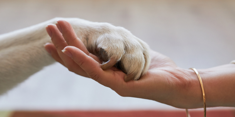 A dog's paw resting on a woman's palm.
