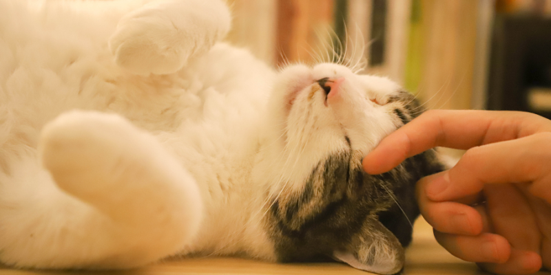 A cat lying down on it's side while someone strokes it's face. 
