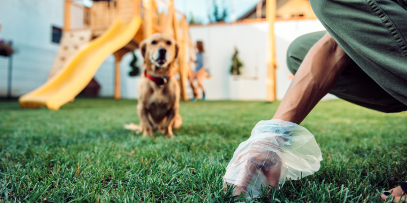 A backyard with a playground. A dog is sitting in the background. A dog owner is cleaning up dog poop with a bag.