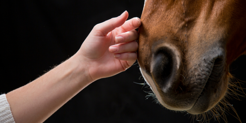 A hand reaching out to stroke a horse's muzzle.