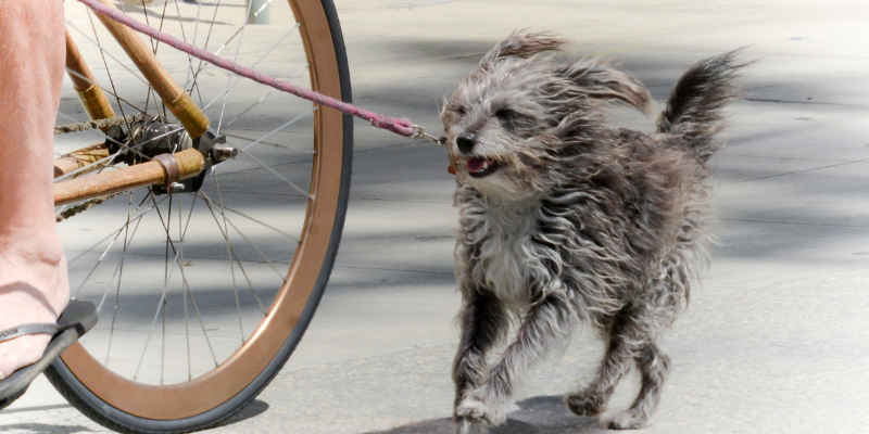 A tired dog on a leash running alongside human on a bike.