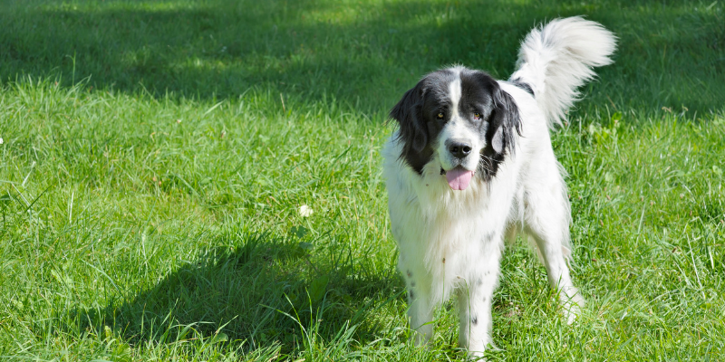 A dog standing in a grassy field.