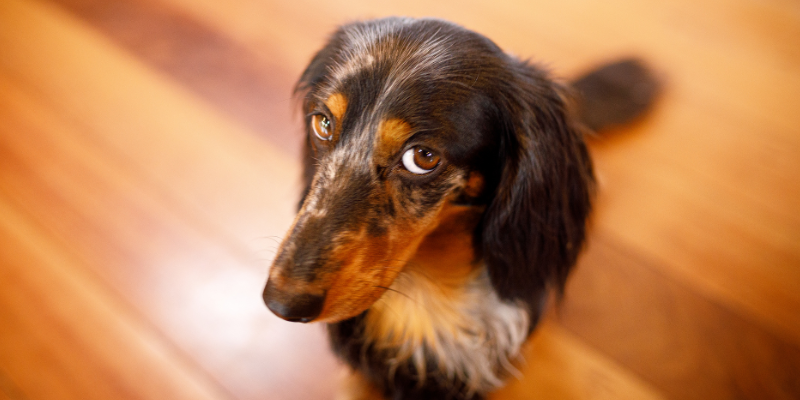 A dog sitting on the kitchen floor with a guilty look.