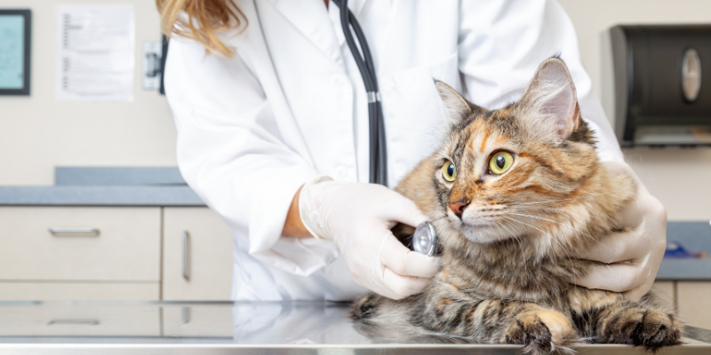 A cat sitting on an exam table in front of a veterinarian with a stethoscope.