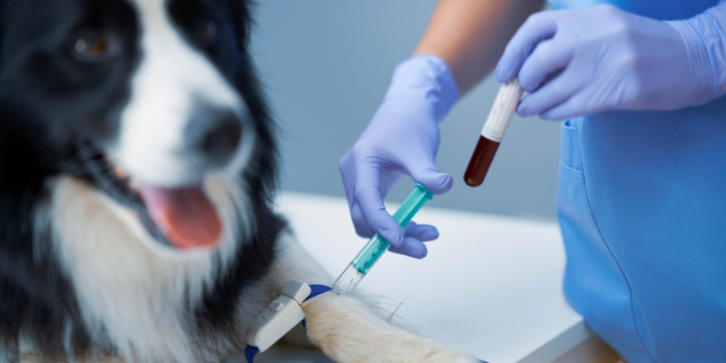 A veterinary technician getting bloodwork from a dog.