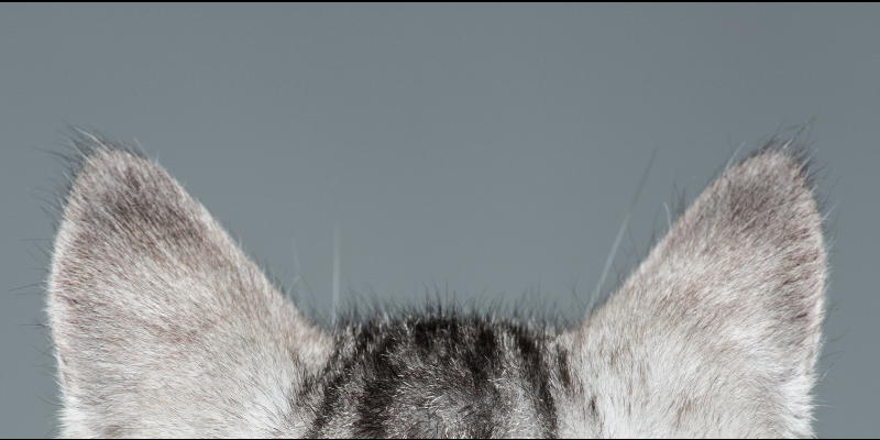 Tellington TTouch Method