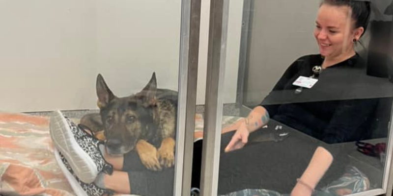 A working canine in the ICU at Animal Emergency & Referral Center of Minnesota, lying with a team member.
