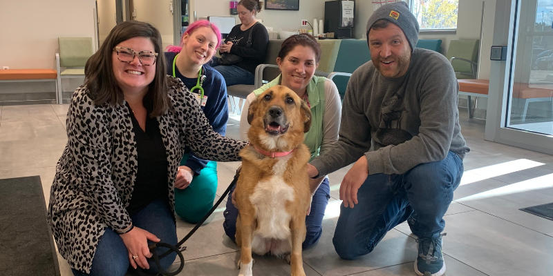 A dog visiting the ICU team at Animal Emergency & Referral Center of Minnesota after a long ICU stay and getting to go home!