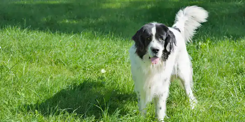 A dog standing in a grassy field.
