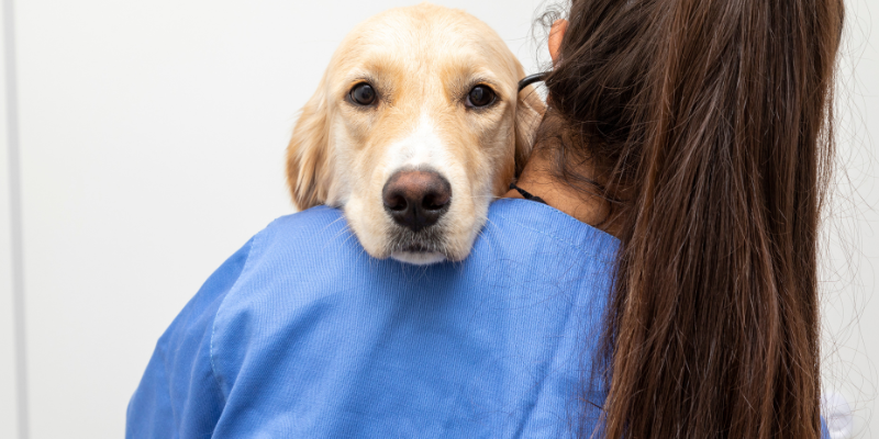 veterinarian holding a dog