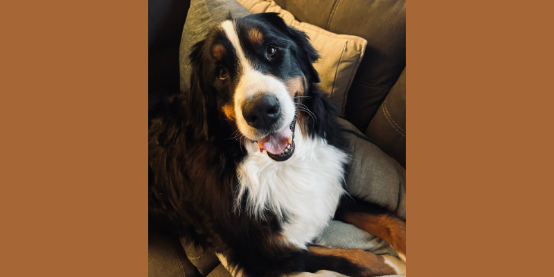 picture of a Bernese Mountain Dog