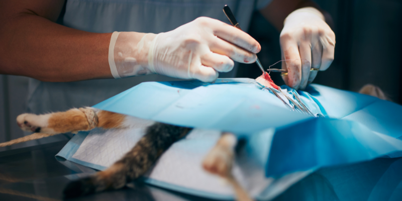 surgeons' gloved hands holding surgical instruments over a cat covered with surgical drape