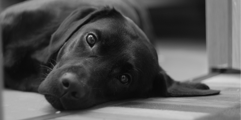 black Labrador dog lying on floor