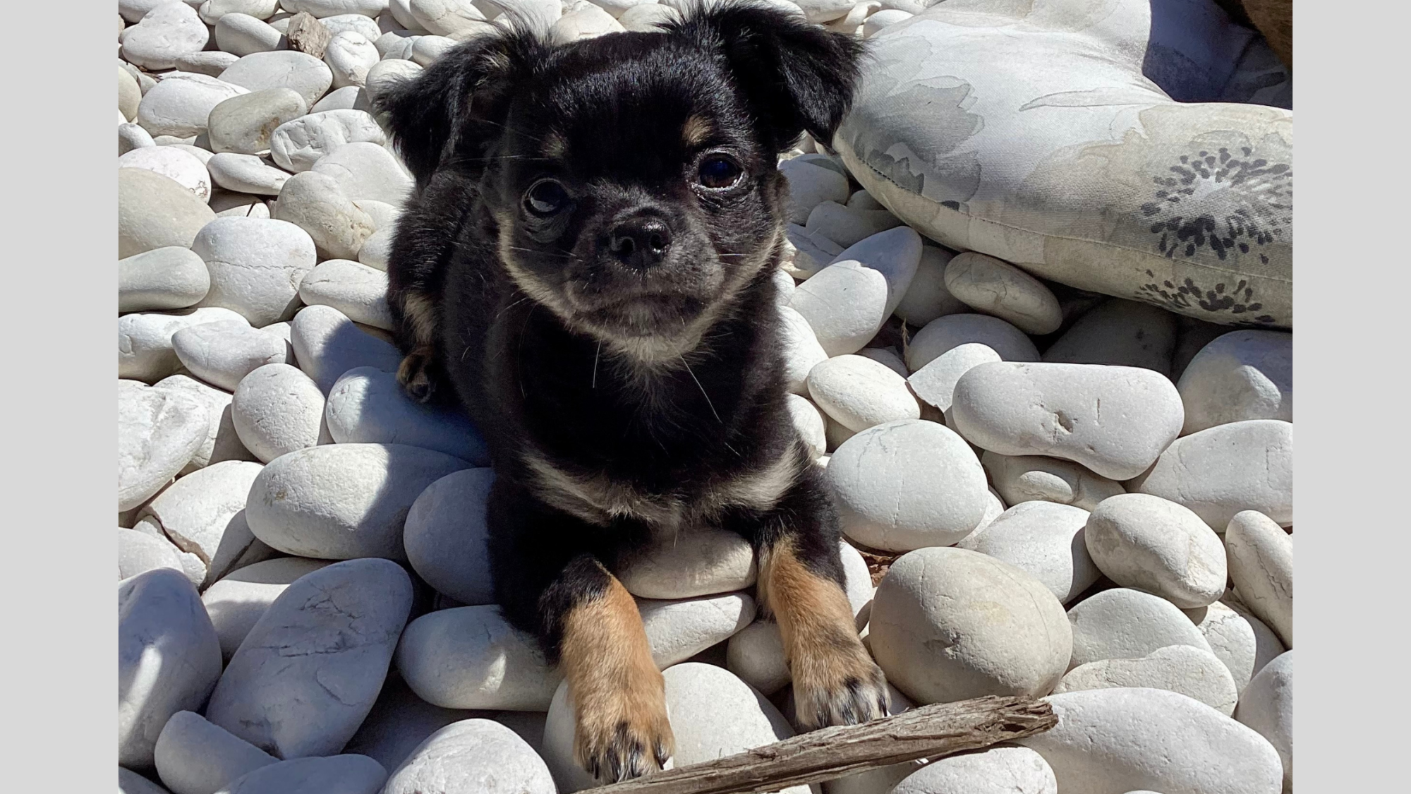photo of Chihuahua puppy