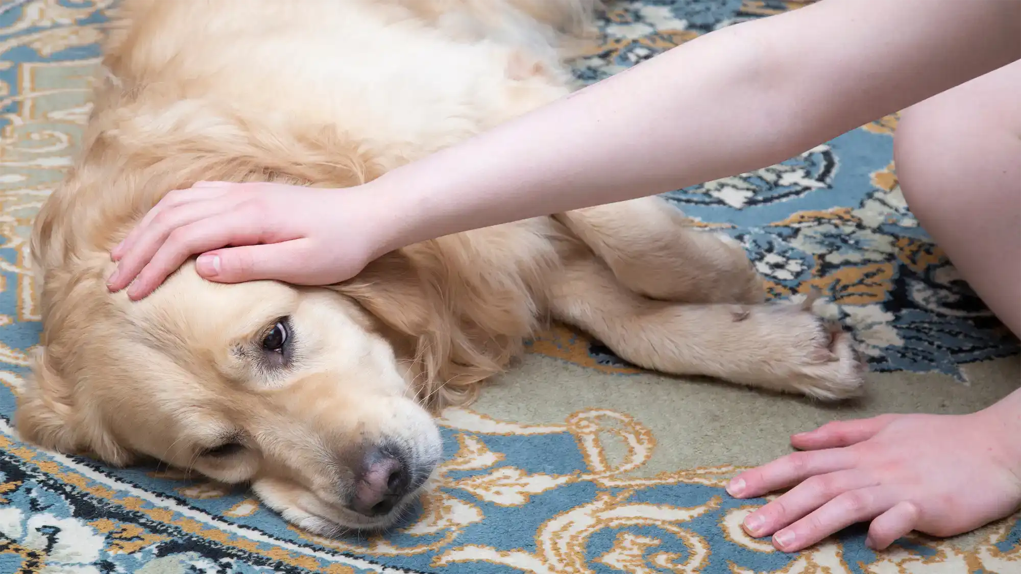 What is Tularemia?