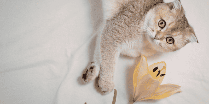 tan cat lying next to an orange lily