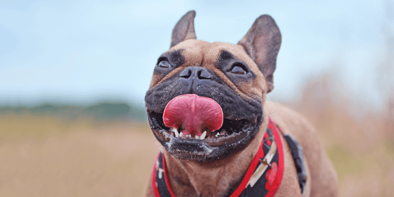 Cuteness That Needs Extra Care: Brachycephalic Dogs Explained