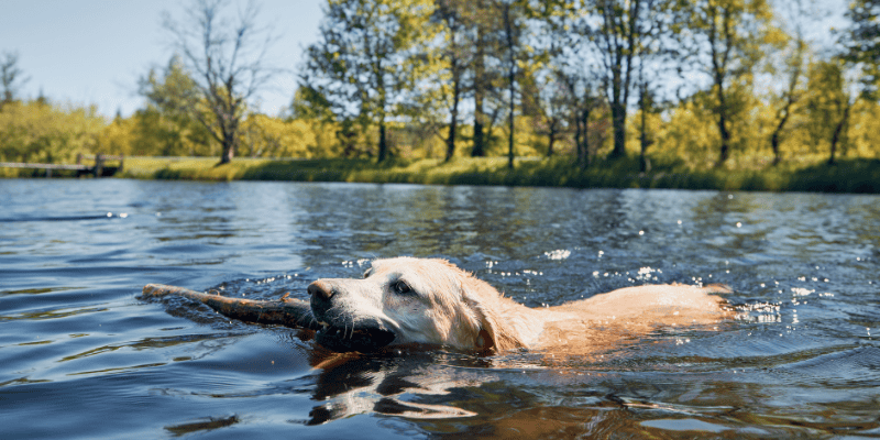 Up North With Your Pet: A Minnesota Veterinarian’s Guide to a Safe Summer at the Cabin