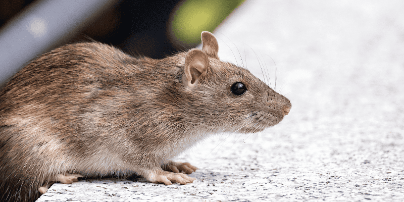 Rodenticides and Pets